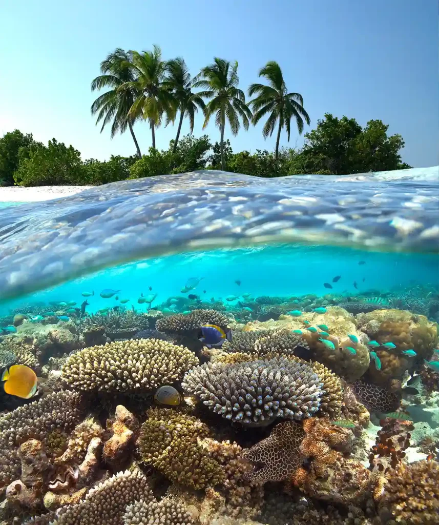 Image – Maldives travel experience with coral reef exploration for US travellers